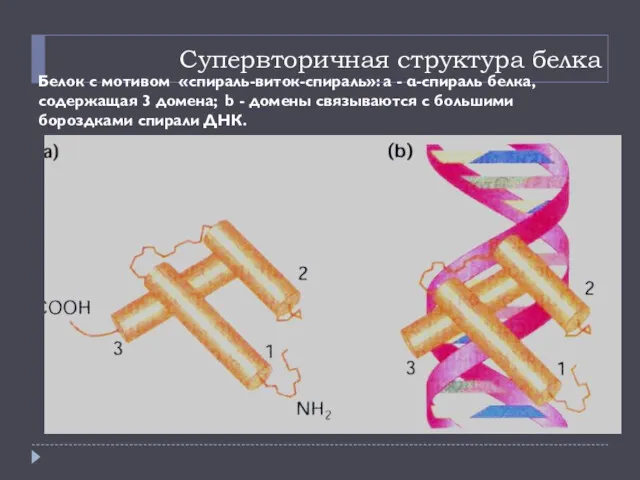 Супервторичная структура белка Белок с мотивом «спираль-виток-спираль»: а - α-спираль белка, содержащая 3