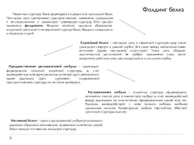 Первичная структура белка формируется в результате трансляции белка. Пептидная цепь претерпевает пространственные изменения,