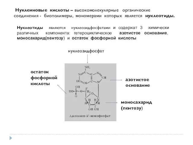 Нуклеиновые кислоты – высокомолекулярные органические соединения - биополимеры, мономерами которых является нуклеотиды. Нуклеотиды