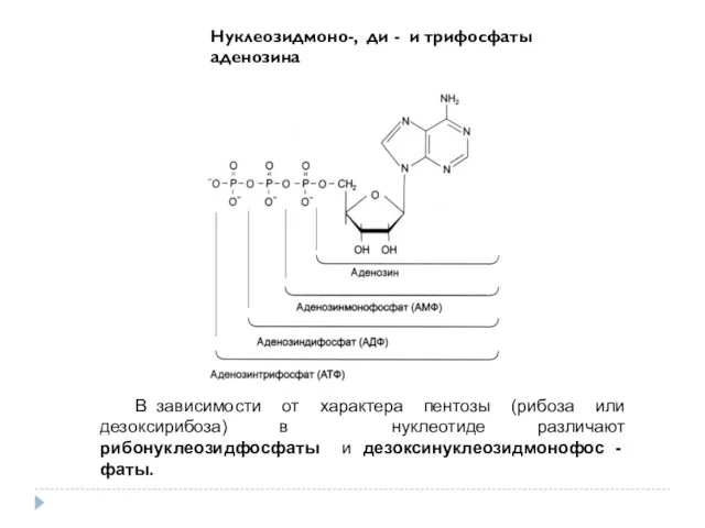 В зависимости от характера пентозы (рибоза или дезоксирибоза) в нуклеотиде различают рибонуклеозидфосфаты и