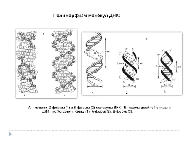 А – модели Z-формы (1) и В-формы (2) молекулы ДНК ; Б -