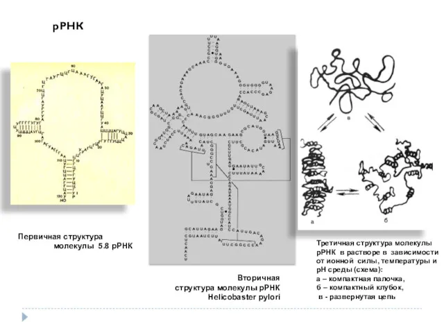 Первичная структура молекулы 5.8 рРНК Вторичная структура молекулы рРНК Helicobaster pylori Третичная структура