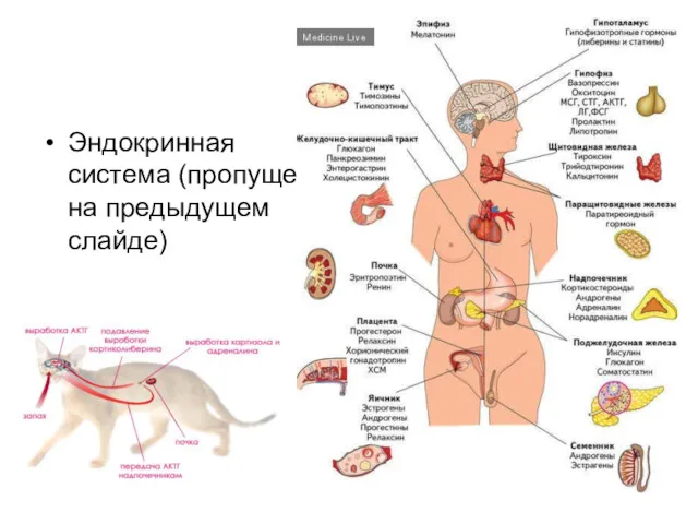 Эндокринная система (пропущена на предыдущем слайде)