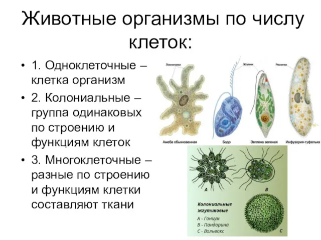 Животные организмы по числу клеток: 1. Одноклеточные – клетка организм