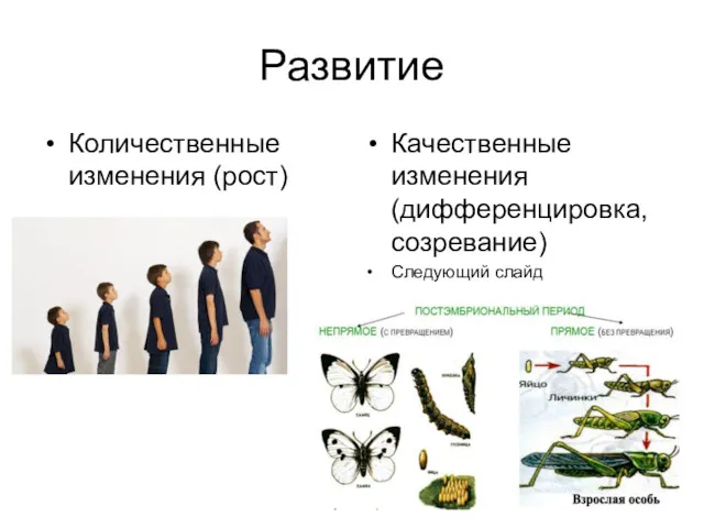 Развитие Количественные изменения (рост) Качественные изменения (дифференцировка, созревание) Следующий слайд