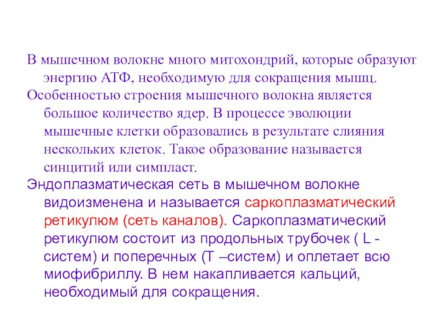 В мышечном волокне много митохондрий, которые образуют энергию АТФ, необходимую