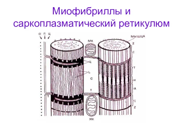 Миофибриллы и саркоплазматический ретикулюм