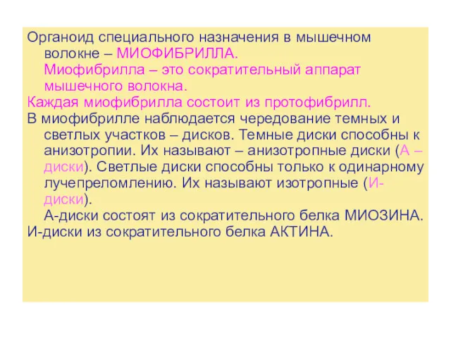 Органоид специального назначения в мышечном волокне – МИОФИБРИЛЛА. Миофибрилла –