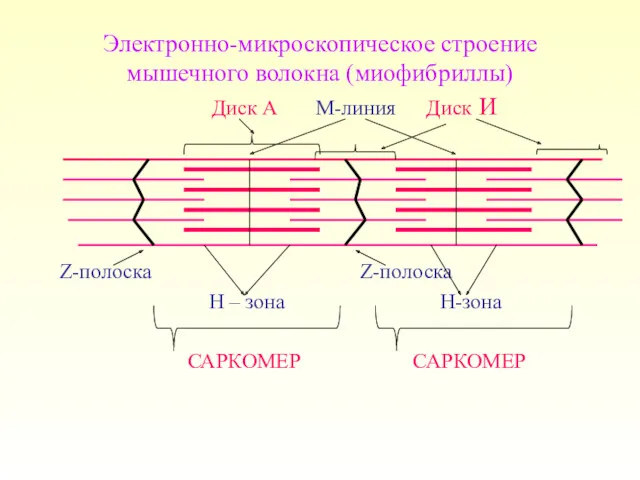 Электронно-микроскопическое строение мышечного волокна (миофибриллы) Диск А М-линия Диск И