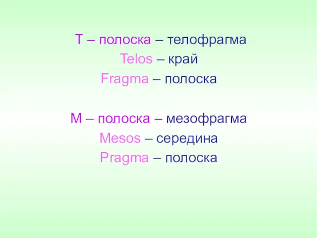 Т – полоска – телофрагма Telos – край Fragma –