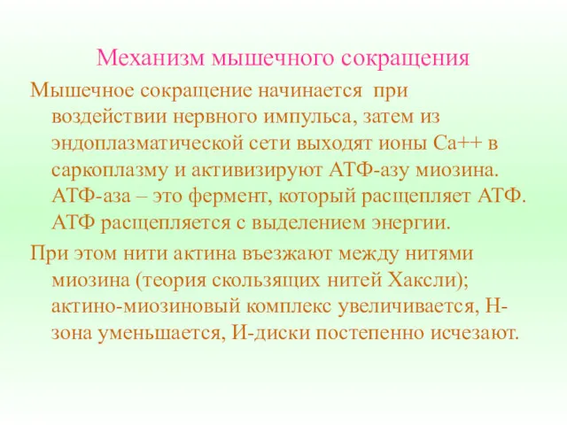 Механизм мышечного сокращения Мышечное сокращение начинается при воздействии нервного импульса,