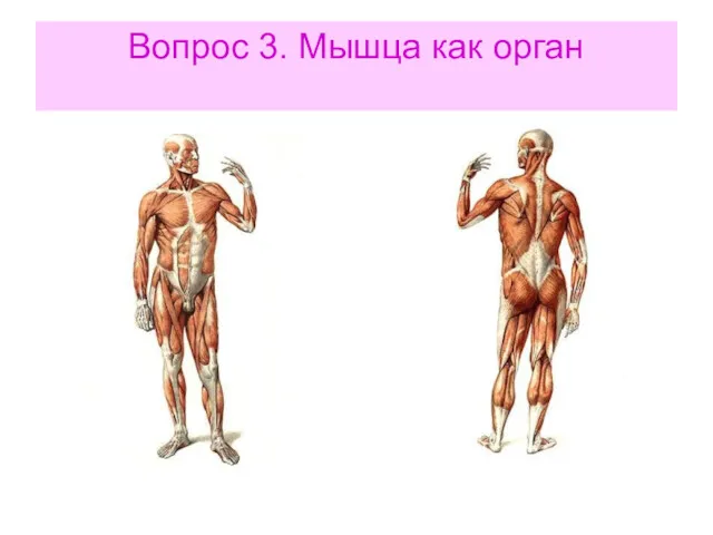 Вопрос 3. Мышца как орган