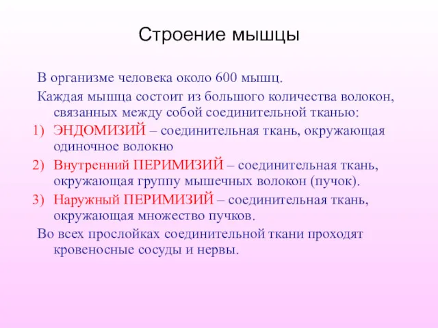 Строение мышцы В организме человека около 600 мышц. Каждая мышца