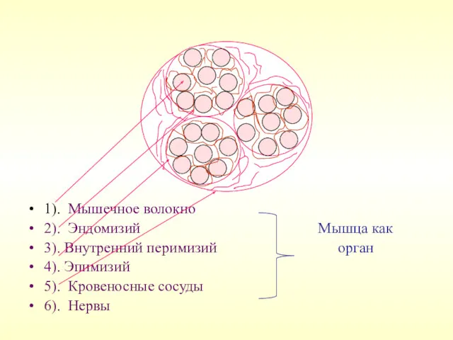 1). Мышечное волокно 2). Эндомизий Мышца как 3). Внутренний перимизий