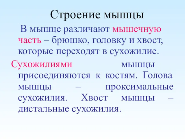 Строение мышцы В мышце различают мышечную часть – брюшко, головку