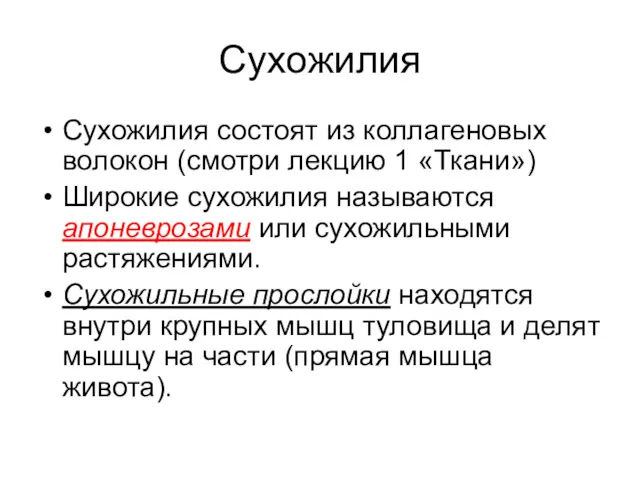 Сухожилия Сухожилия состоят из коллагеновых волокон (смотри лекцию 1 «Ткани»)