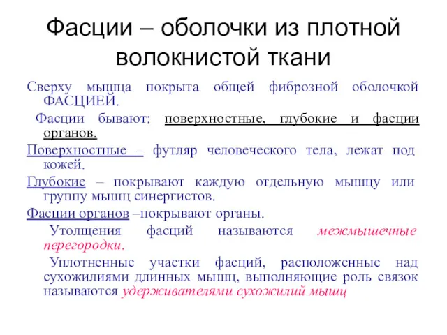 Фасции – оболочки из плотной волокнистой ткани Сверху мышца покрыта