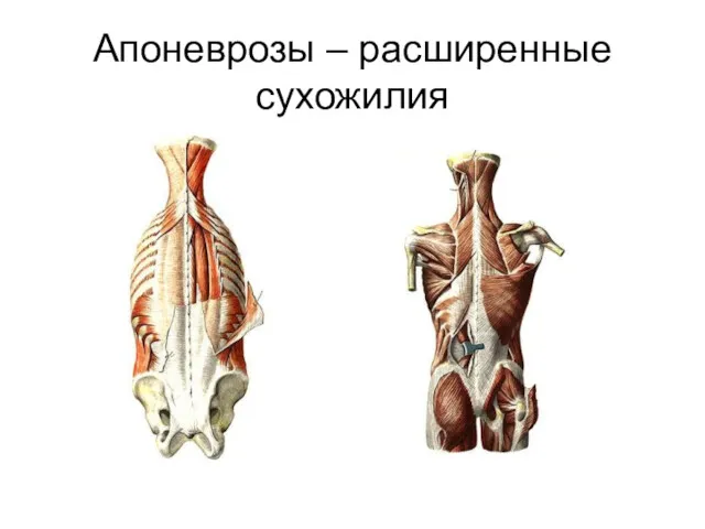 Апоневрозы – расширенные сухожилия