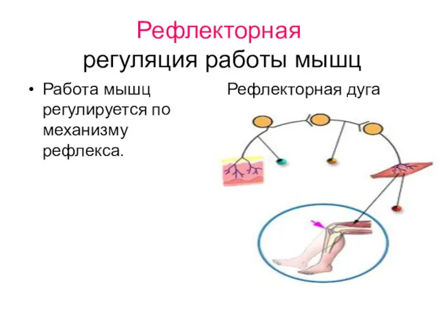 Рефлекторная регуляция работы мышц Работа мышц регулируется по механизму рефлекса. Рефлекторная дуга