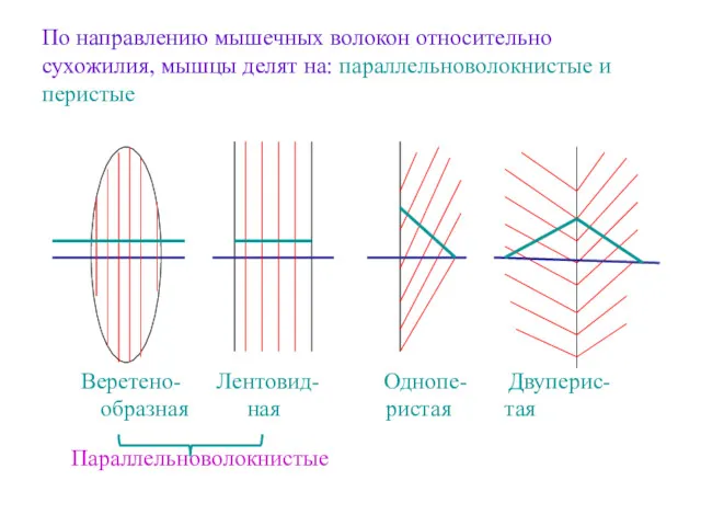 По направлению мышечных волокон относительно сухожилия, мышцы делят на: параллельноволокнистые