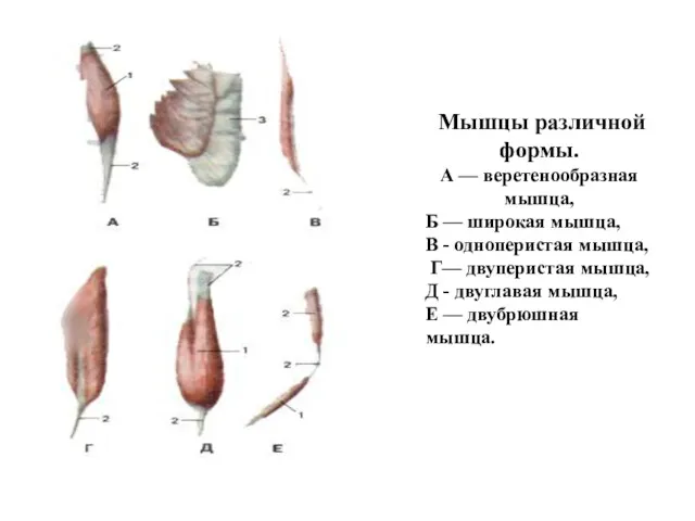 Мышцы различной формы. А — веретенообразная мышца, Б — широкая