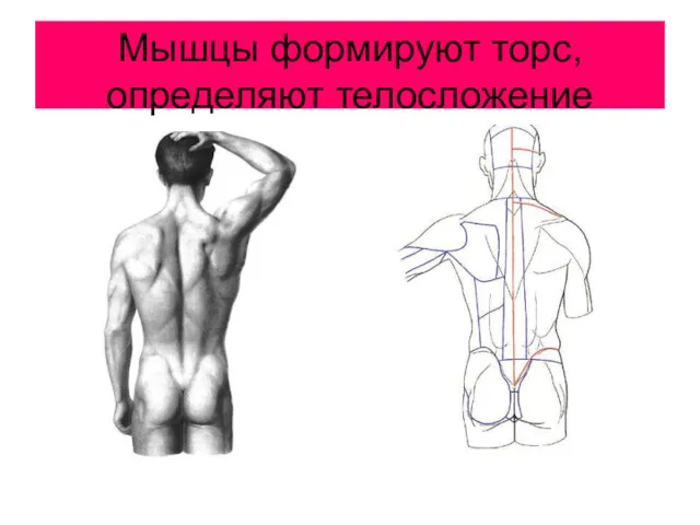 Мышцы формируют торс, определяют телосложение