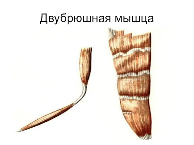 Двубрюшная мышца