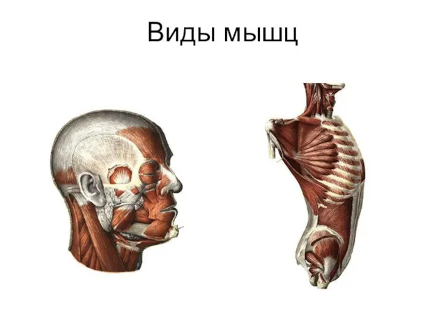 Виды мышц