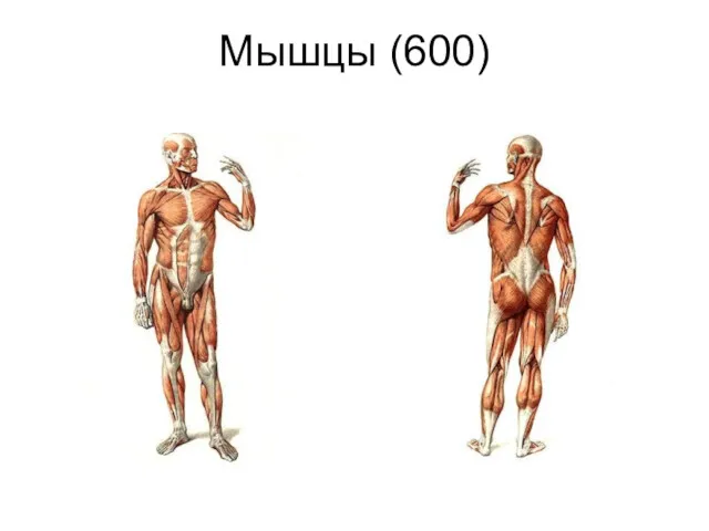 Мышцы (600)
