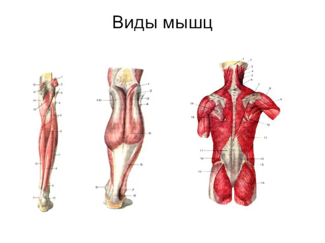 Виды мышц