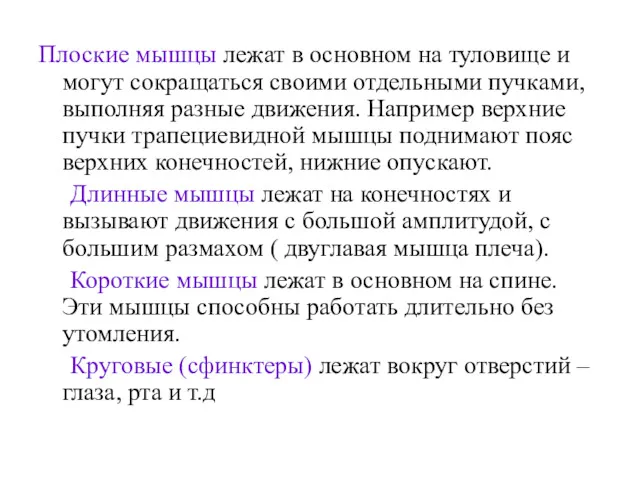 Плоские мышцы лежат в основном на туловище и могут сокращаться