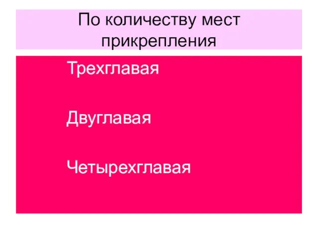 По количеству мест прикрепления Трехглавая Двуглавая Четырехглавая