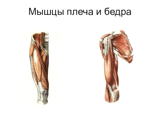 Мышцы плеча и бедра