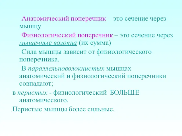 Анатомический поперечник – это сечение через мышцу Физиологический поперечник –