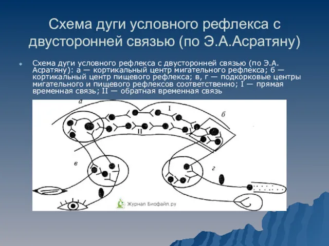 Схема дуги условного рефлекса с двусторонней связью (по Э.А.Асратяну) Схема