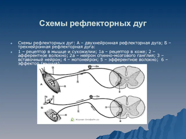 Схемы рефлекторных дуг Схемы рефлекторных дуг: А – двухнейронная рефлекторная