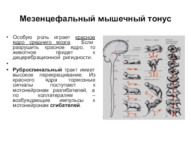 Мезенцефальный мышечный тонус Особую роль играет красное ядро среднего мозга.