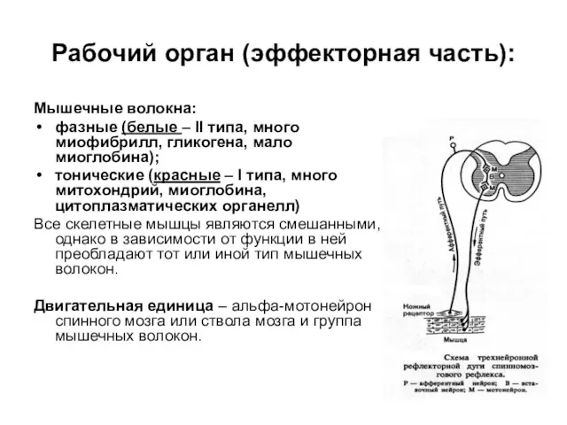 Рабочий орган (эффекторная часть): Мышечные волокна: фазные (белые – II