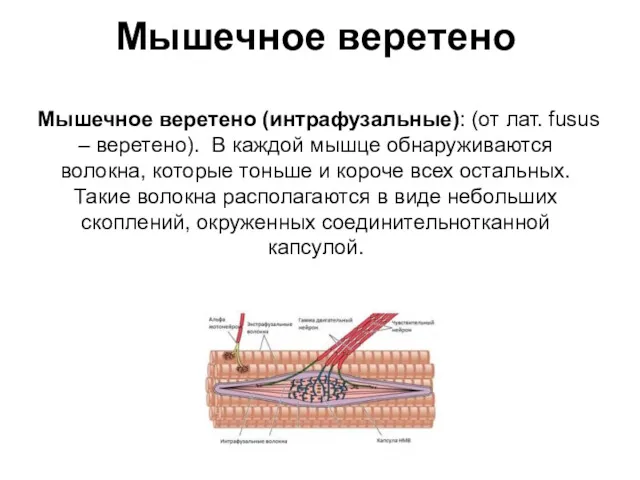 Мышечное веретено Мышечное веретено (интрафузальные): (от лат. fusus – веретено).