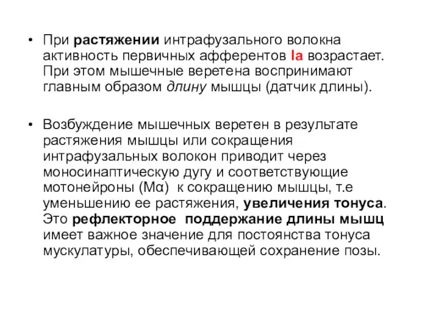 При растяжении интрафузального волокна активность первичных афферентов Ia возрастает. При