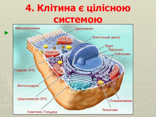 4. Клітина є цілісною системою Усі клітини складаються з окремих компонентів, які спеціалізуються