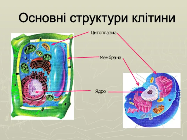Основні структури клітини Цитоплазма Мембрана Ядро