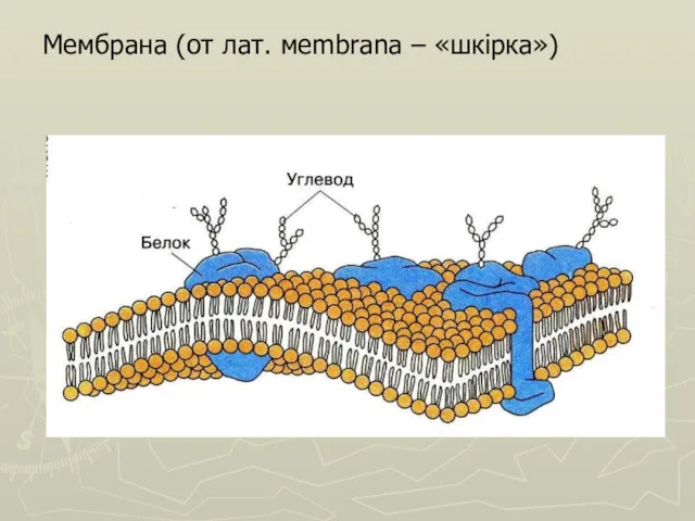 Мембрана (от лат. мembrana – «шкірка»)