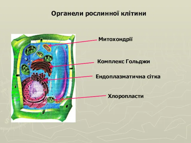 Органели рослинної клітини Митохондрії Комплекс Гольджи Ендоплазматична сітка Хлоропласти