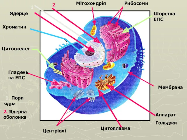 Аппарат Гольджи Мембрана Рибосоми Мітохондрія Цитоплазма Центріолі Гладенька ЕПС Цитоскелет Хроматин Ядерце 1