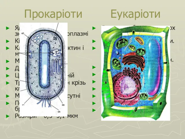 Прокаріоти Еукаріоти Ядра немає. ДНК знаходиться в цитоплазмі Кільцева ДНК Клітинна стінка-пектин і