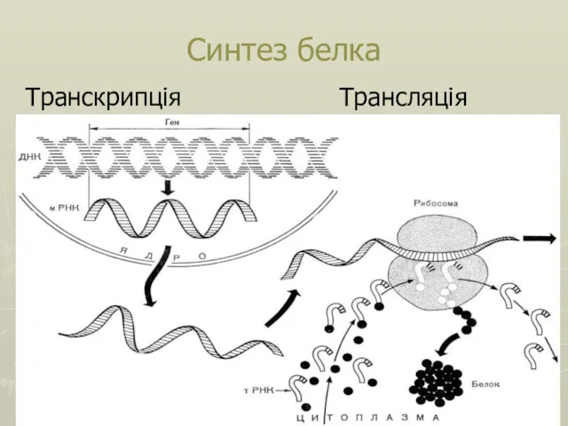 Синтез белка Транскрипція Трансляція