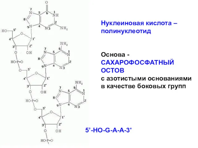 Нуклеиновая кислота –полинуклеотид Основа - САХАРОФОСФАТНЫЙ ОСТОВ с азотистыми основаниями в качестве боковых групп 5’-НО-G-A-A-3'