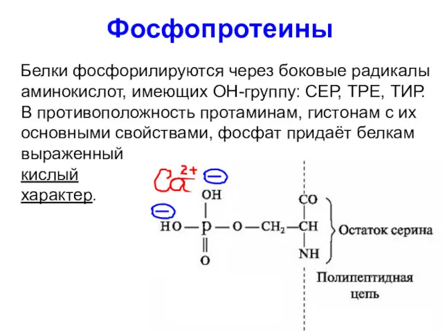 Фосфопротеины Белки фосфорилируются через боковые радикалы аминокислот, имеющих ОН-группу: СЕР, ТРЕ, ТИР. В