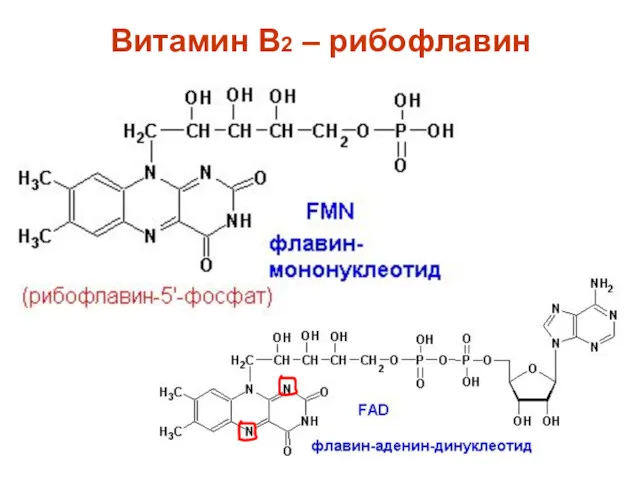 Витамин B2 – рибофлавин